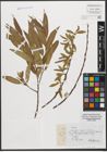 Foto von Salix L.